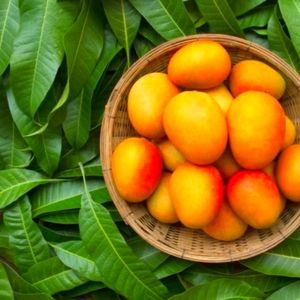 Organic Mango Leaves